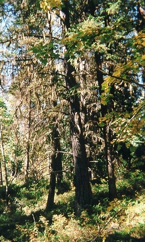 Open, dry Douglas-fir forest.