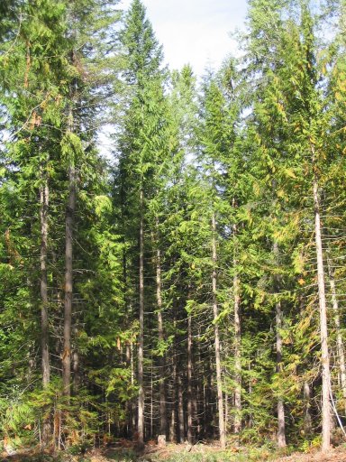 The cedar swale after harvesting.