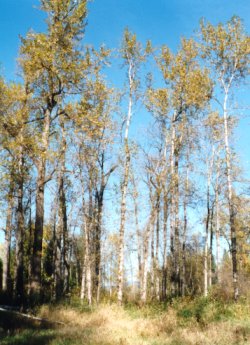 Cottonwoods are a Riparian Zone tree species Click to read more