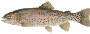 Look at Rainbow Trout